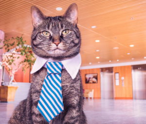 A cat with self-respect